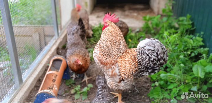 Цыплята суточные Билефельдер Адлерская Дворяне др