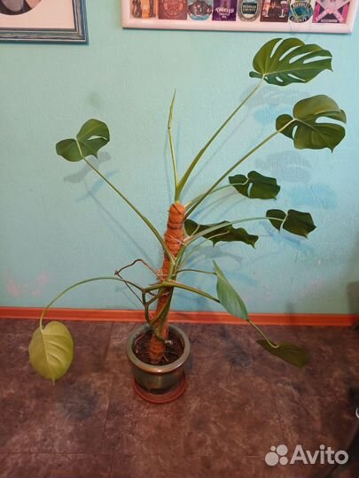 Монстера в керамическом горшке