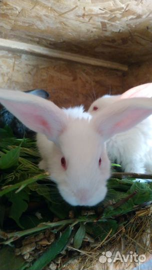 Крольчата, кролики, племенные кроли, крольчатина