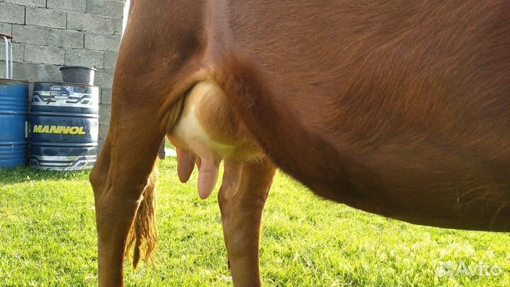 Корова дойная с теленком