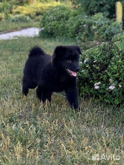 Мальчик схипперке