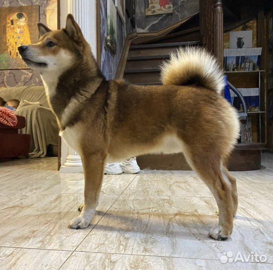 Сину иба кобель для вязки