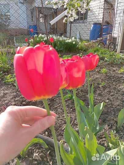 Многолетники примулы нарциссы тюльпаны луковицы