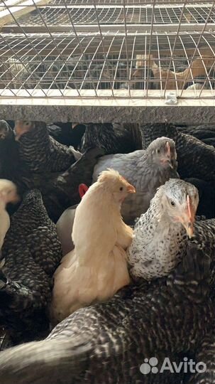 Несушки молодки чешский доминант 5,5 месяцев