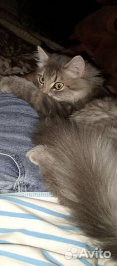 Кот в добрые руки