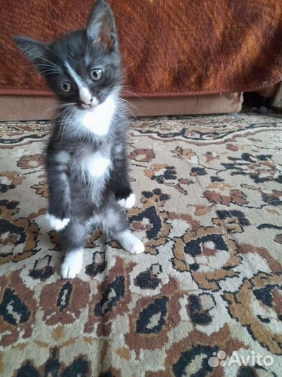 Котенок в дар