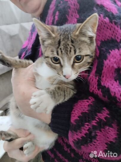 Ручные котята в добрые руки