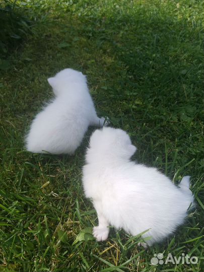 Котята турецкой ангоры