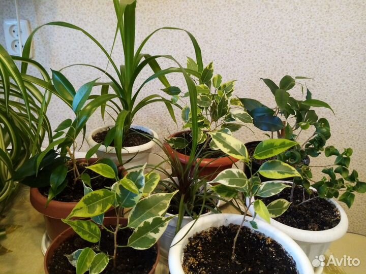 Комнатные цветы