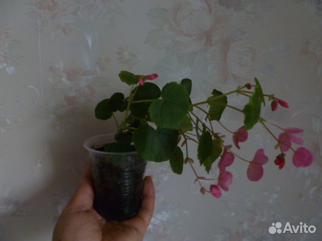 Бегония Глюар (высылаю почтой )