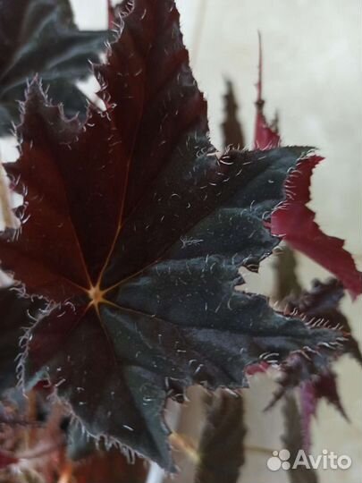 Комнатные растения