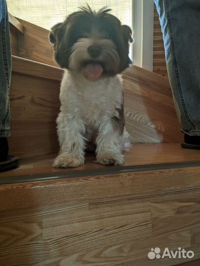 Бивер йорк вязка