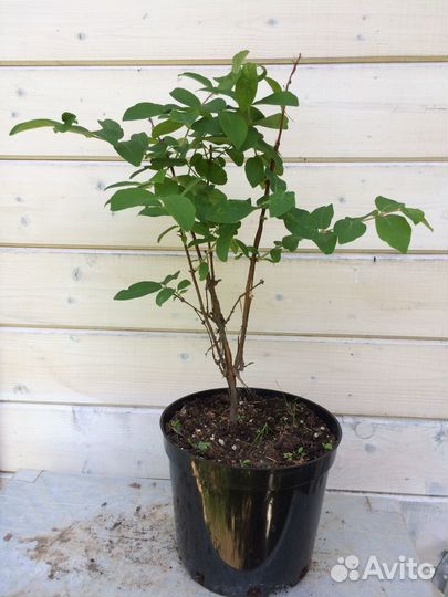 Жимолость Бакчарской селекции