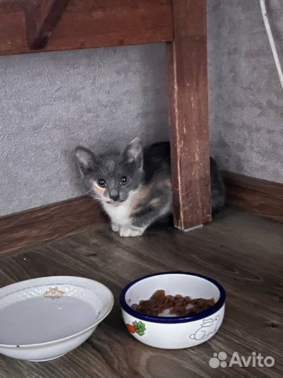 Котенок 2 месяца