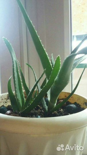 Пальма юкка,алоэ лечебное,фиалка