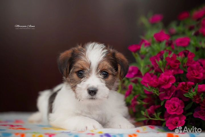 Щенки джек рассел терьер