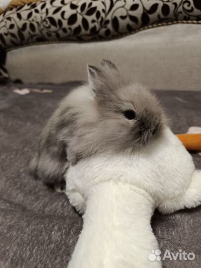 Карликовый кролик
