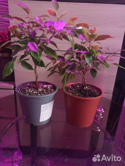 Комнатные цветы