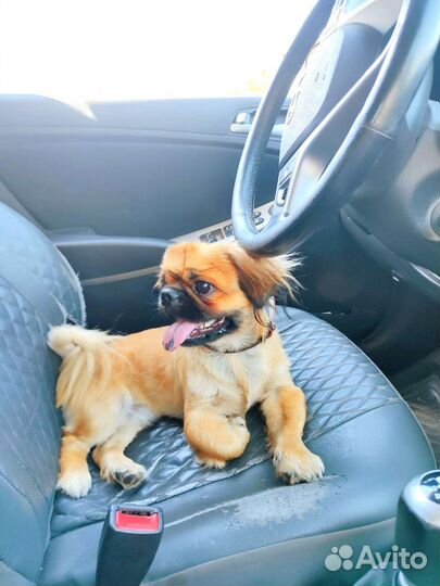 Вязка пекинес