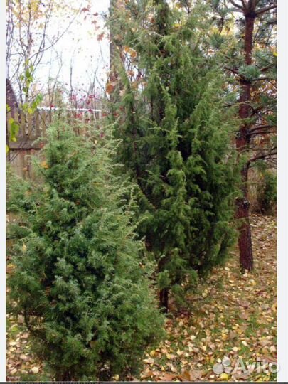 Можжевельник