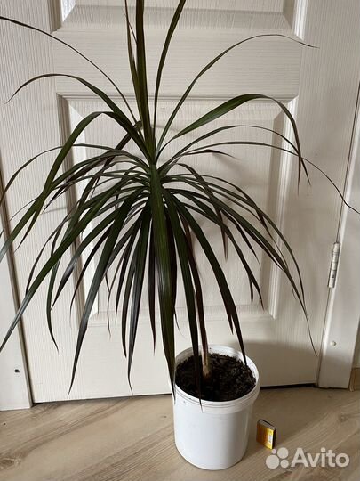 Кипарис лимонный домашний. Драцена