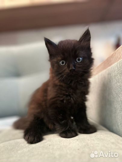 Мальчик сибиряк 14.08.2023 г.р