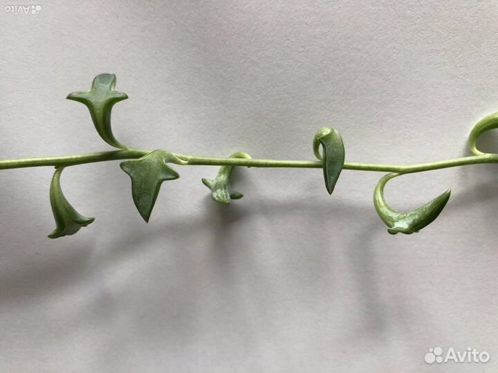 Сенецио перегринус крестовник церопегия