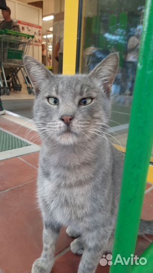 В добрые руки