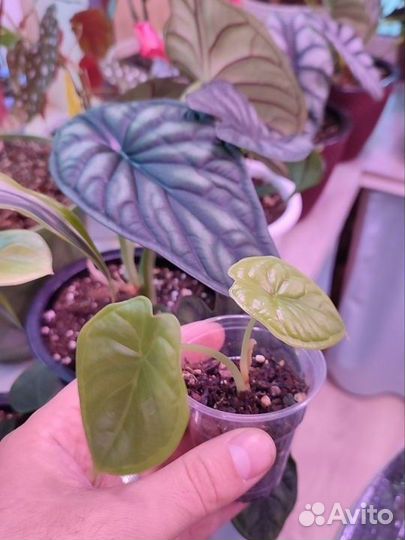 Алоказия, Драцена, Пальма