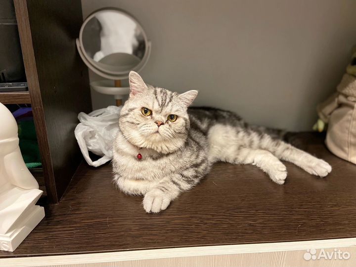 Британские котята