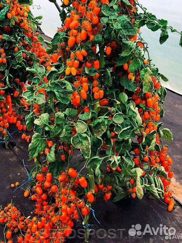 Семена томата Одат F1