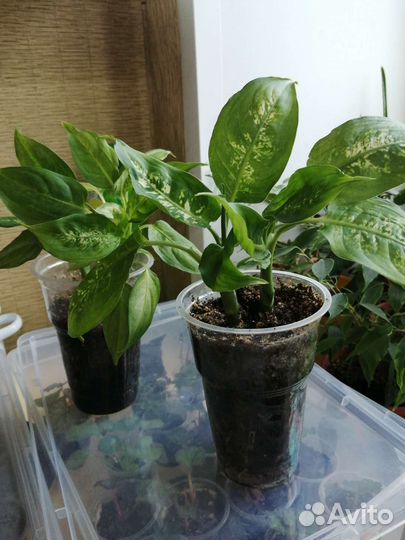 Продам цветочки разные