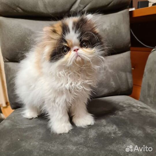 Персидская кошка