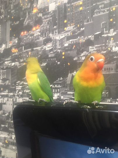 Попугай неразлучник