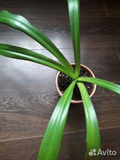 Лилия комнатная