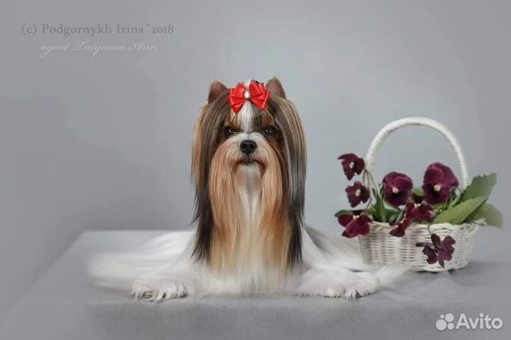 Бивер щенок