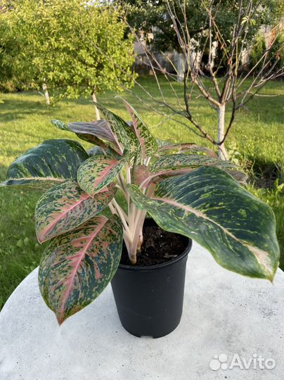 Аглаонема баттерфляй