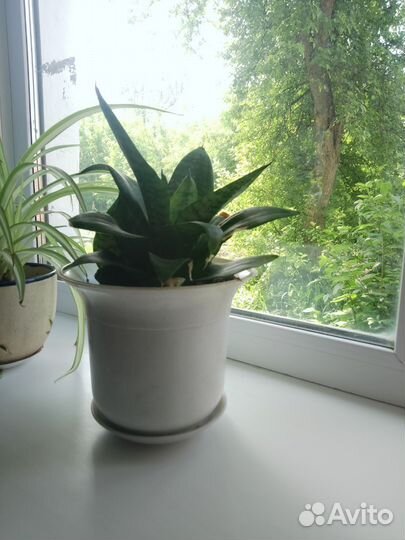 Сансевиерия