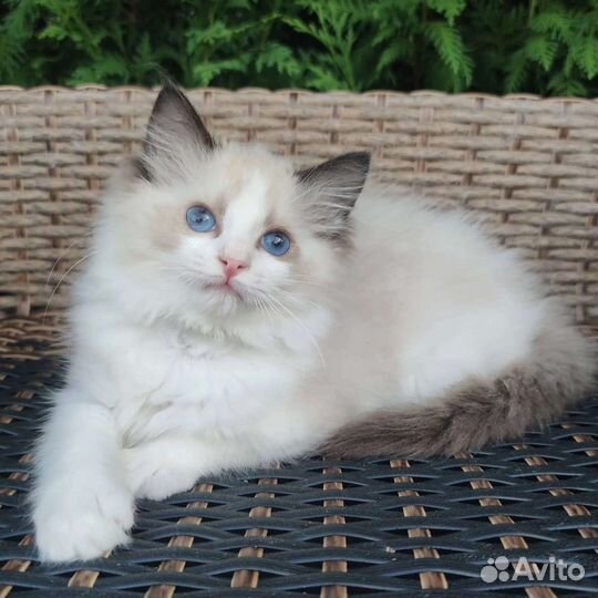 Эксклюзив, рэгдолл в разведение