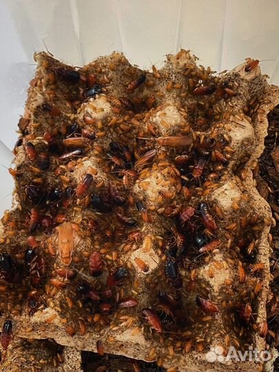 Кормовые тараканы (Туркменские,мелочь,подростки)