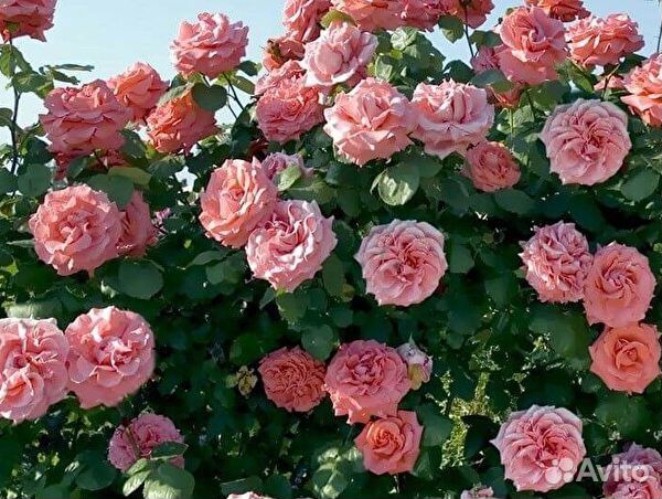 Роза плетистая