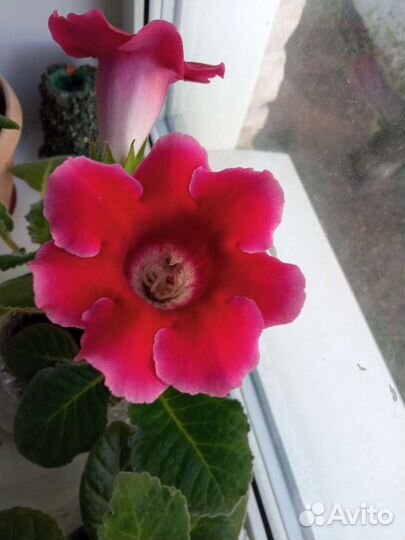 Рассада цветов