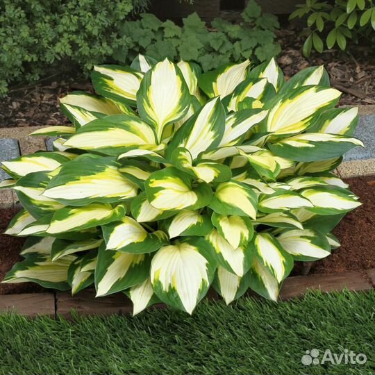 Хосты сортовые