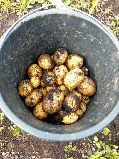 Продам картофель