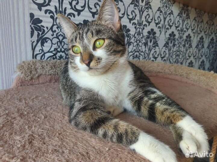 Кошка