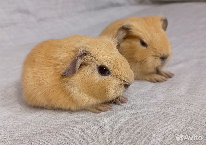 Морская свинка