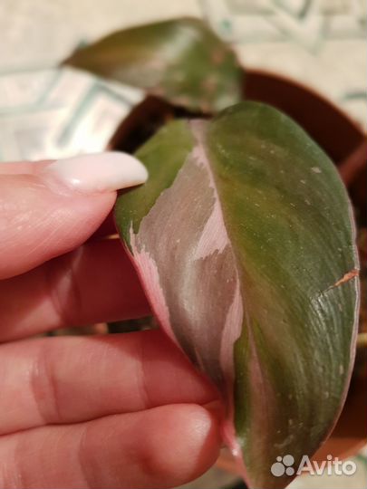 Филадендром Pink princess