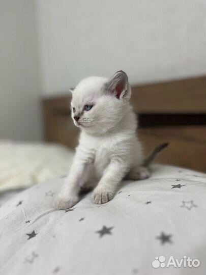 Британские котята