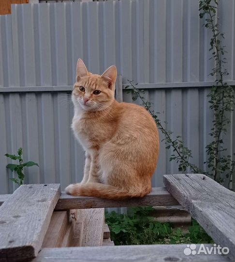 Девочка ищет дом