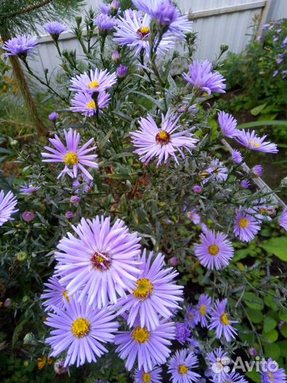 Сентябринки